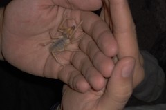 Galeodidae