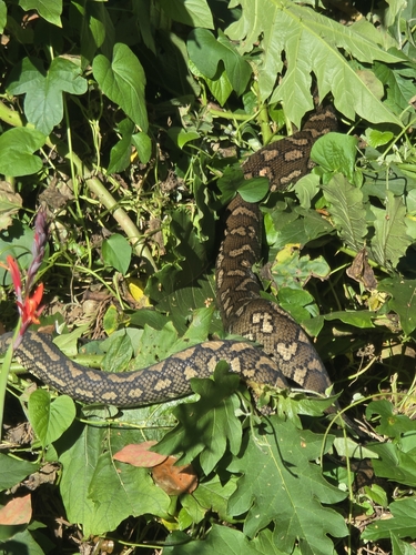Coastal Carpet Python sighting