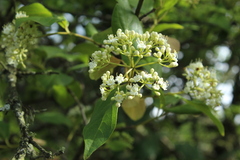 Viburnum triphyllum