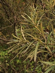 Salix eleagnos