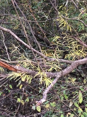 Salix eleagnos