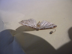 Eupithecia costalis