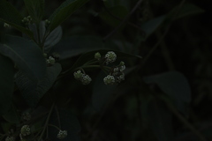 Lippia hirsuta