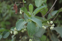 Lippia hirsuta