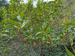 Aphloia theiformis