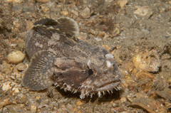Batrachomoeus dubius
