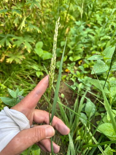 Graphephorum wolfii observed 2025-08-28