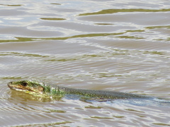 Crocodile Tegu photo 4