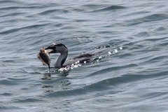 Maxillicosta scabriceps