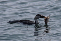 Maxillicosta scabriceps