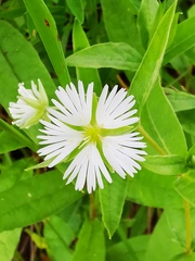 Stellaria radians