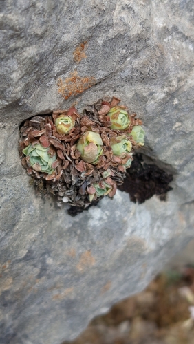 Lebanon Navelwort (Rosularia libanotica)