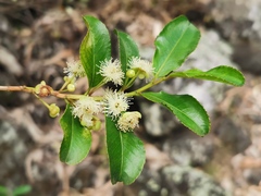 Aphloia theiformis