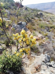 Leucadendron brunioides brunioides