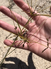 Cyperus grayioides