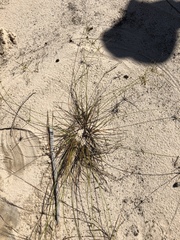 Cyperus grayioides