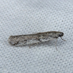 Phycitodes mucidella