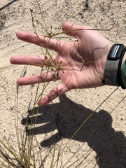 Cyperus grayioides
