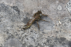 Machimus snowii