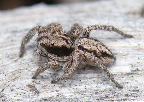 Habronattus sansoni