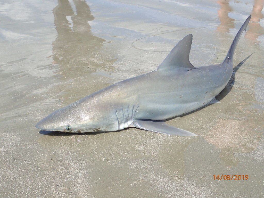 Finetooth Shark