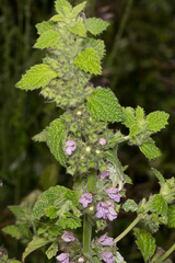 Ballota nigra