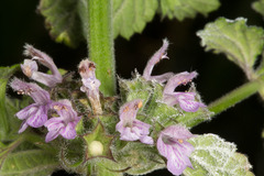 Ballota nigra