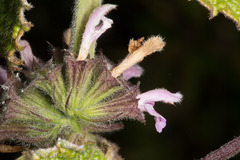 Ballota nigra