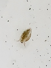 Simocephalus