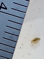 Simocephalus
