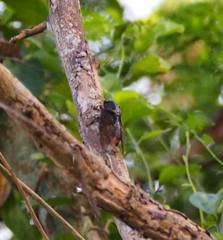 Cryptotympana mandarina