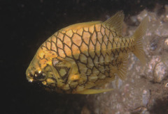 Cleidopus gloriamaris