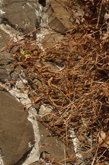 Microstegium vimineum