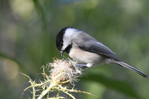 Carolina Chickadee photographed in Kentucky