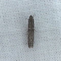 Phycitodes mucidella