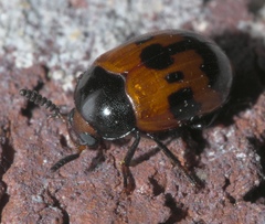 Diaperis nigronotata