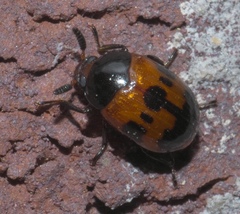 Diaperis nigronotata