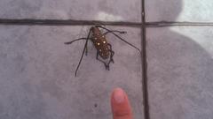Batocera rubus