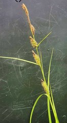 Carex pellita
