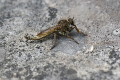 Machimus snowii