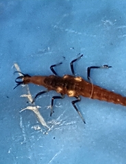 Micromus
