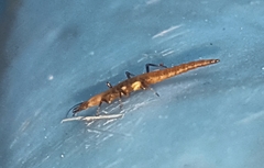 Micromus