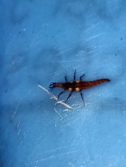 Micromus