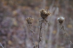 Cirsium pumilum