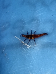 Micromus