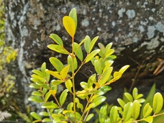 Pleurostylia pachyphloea