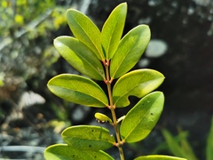 Pleurostylia pachyphloea