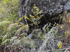 Pleurostylia pachyphloea