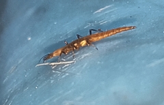 Micromus