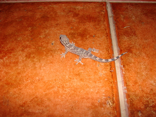 American Wall Gecko